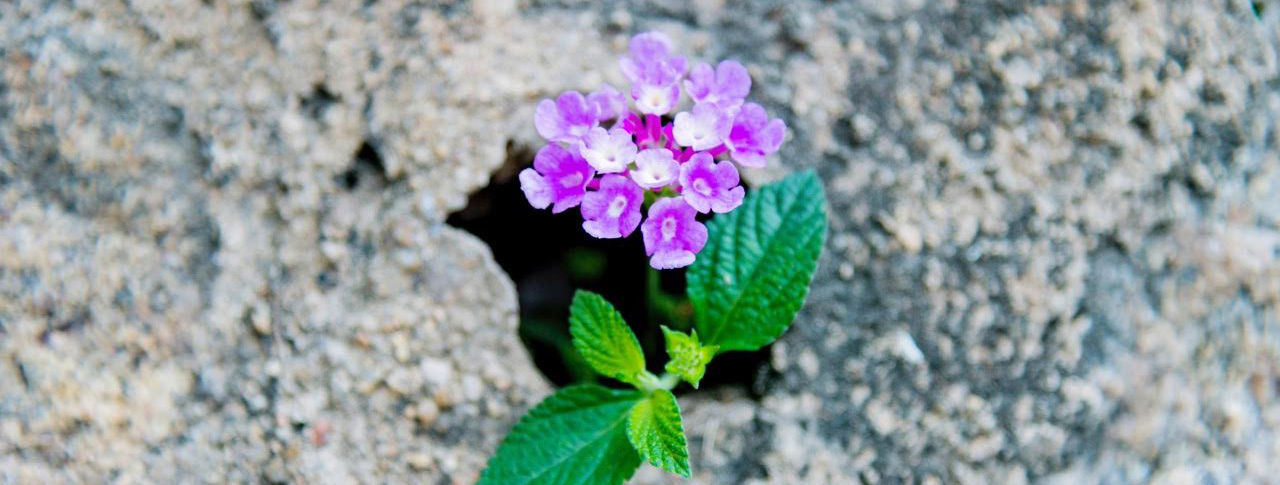 purple-flowers